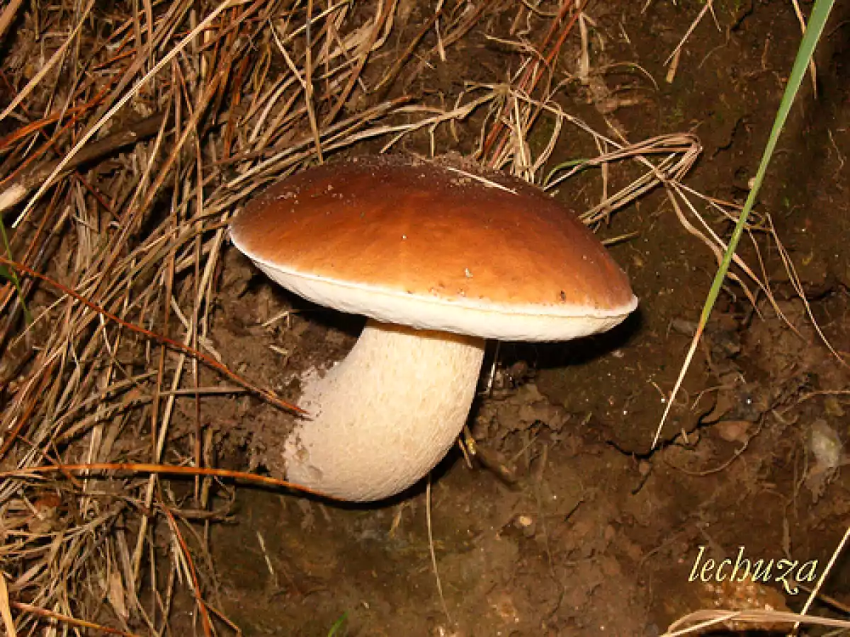 Boletus con jamón y tortilla de boletus (recetas del sr. d) - foto 14