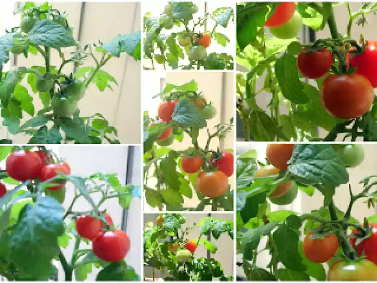 Bombones de tomates - foto 2