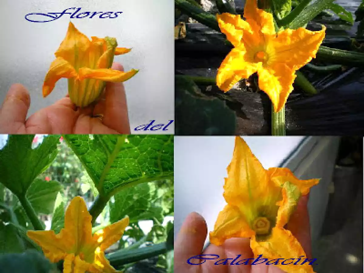 BUÑUELOS DE FLORES DE CALABACÍN. - foto 5