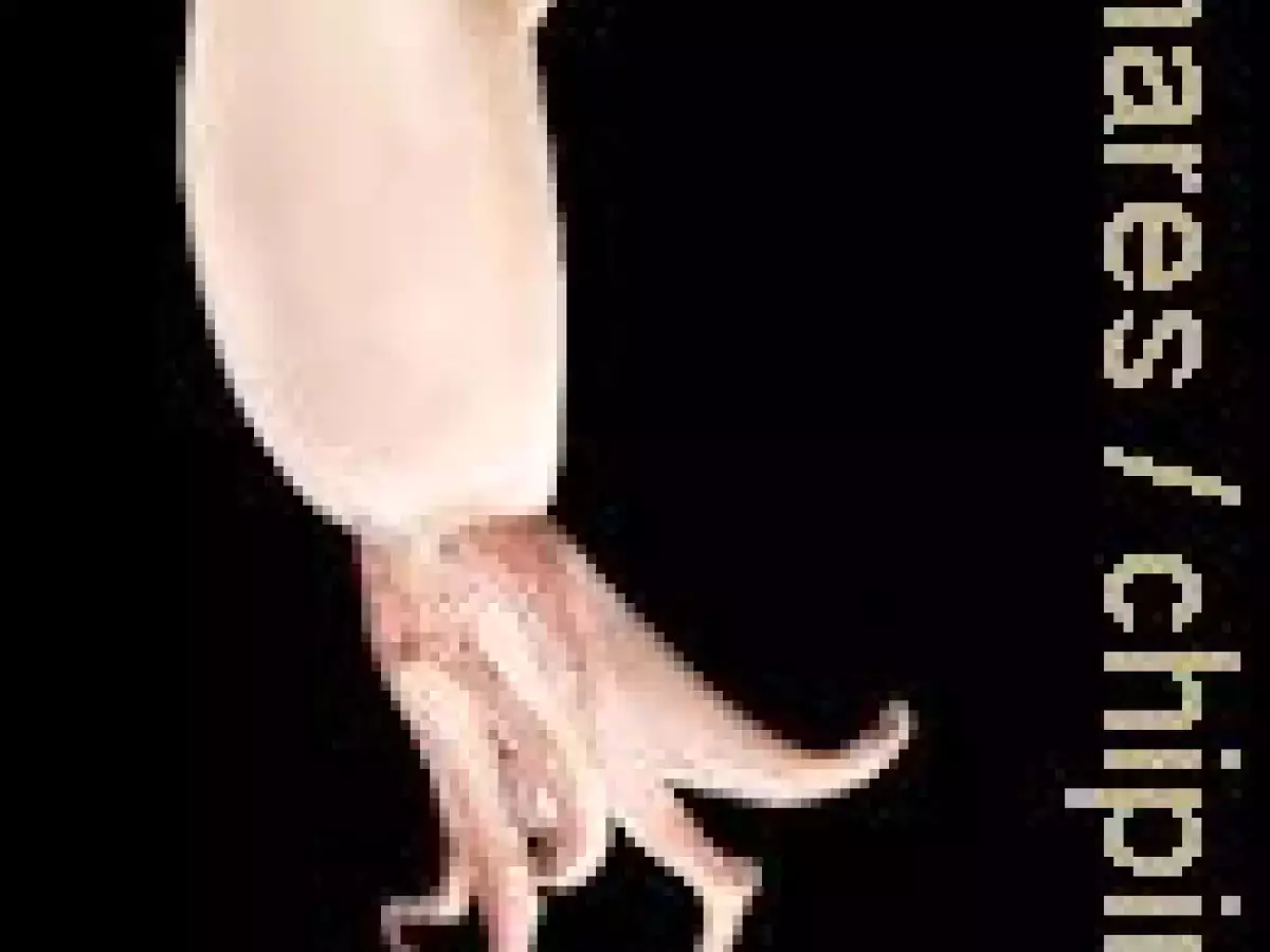 Calamares rellenos con guarnición de risotto - foto 3