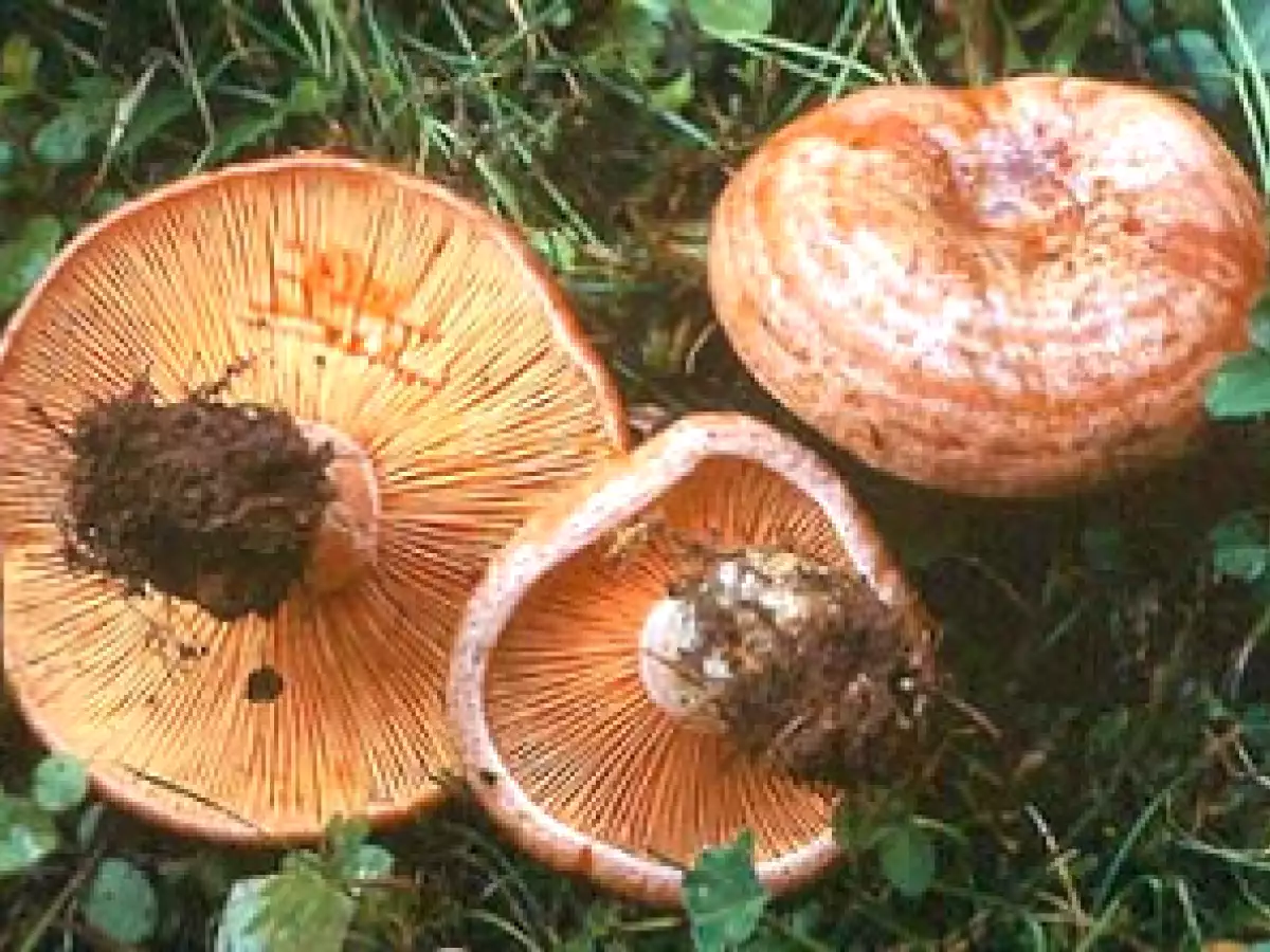 CANELONES DE ROVELLONS (boletus) - foto 3