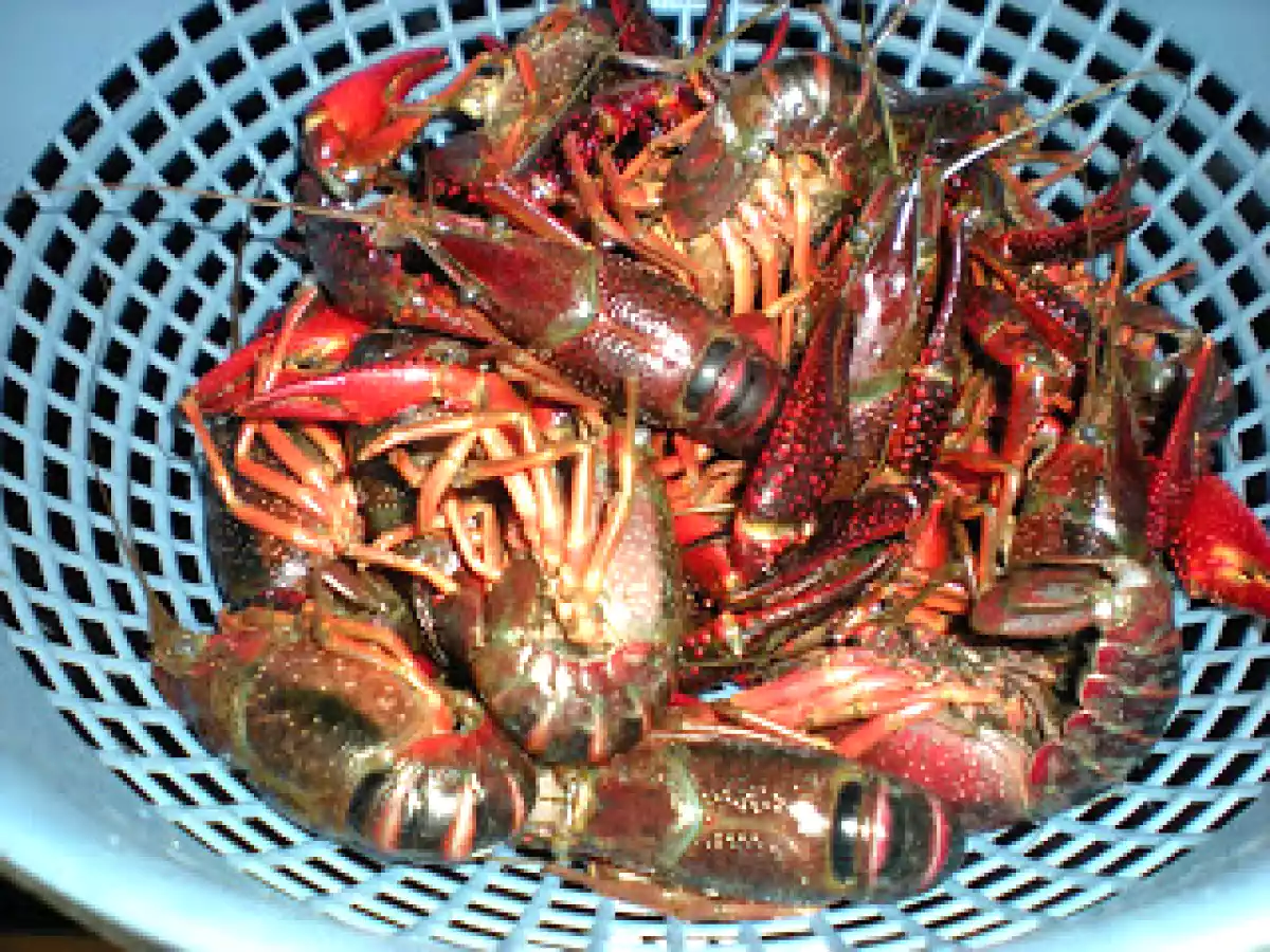 Cangrejo de rio - foto 5