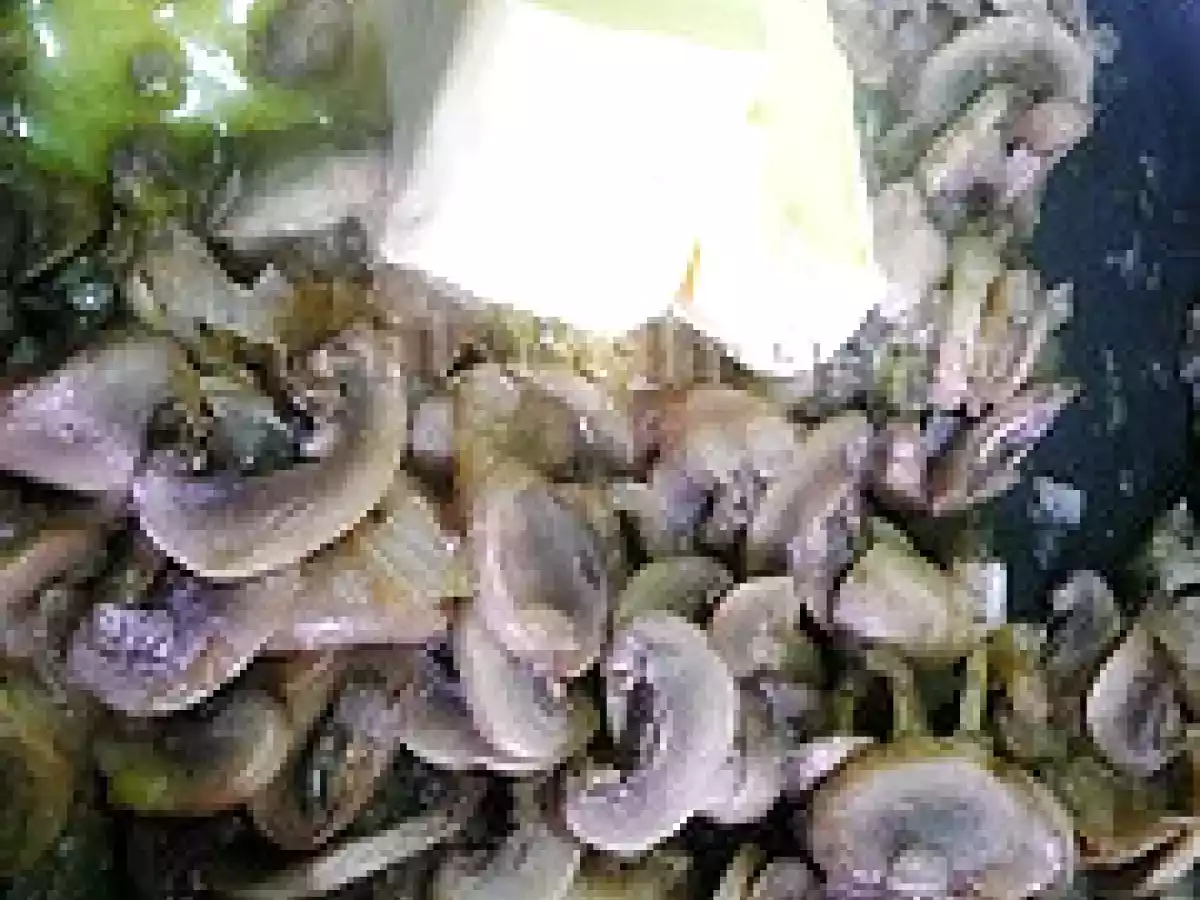 Champiñones a la polonesa - foto 5