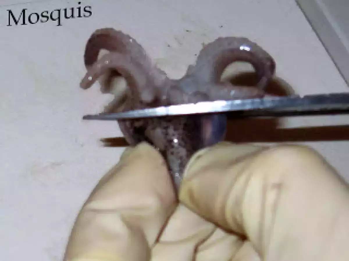 Chipirones en su tinta con patatas ali-oli Manh Mac - foto 3