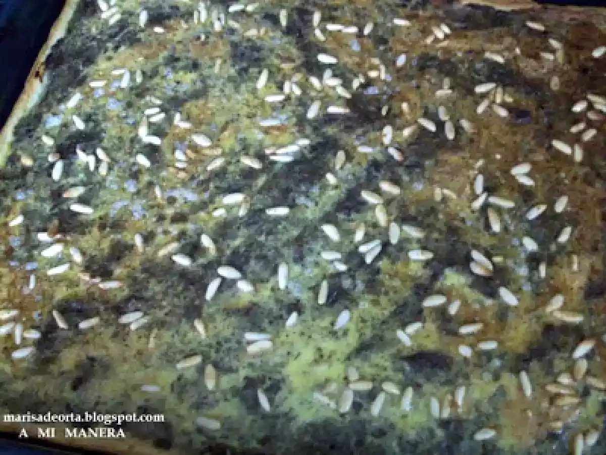COCA DE CEBOLLA Y MORCILLA CON PIÑONES