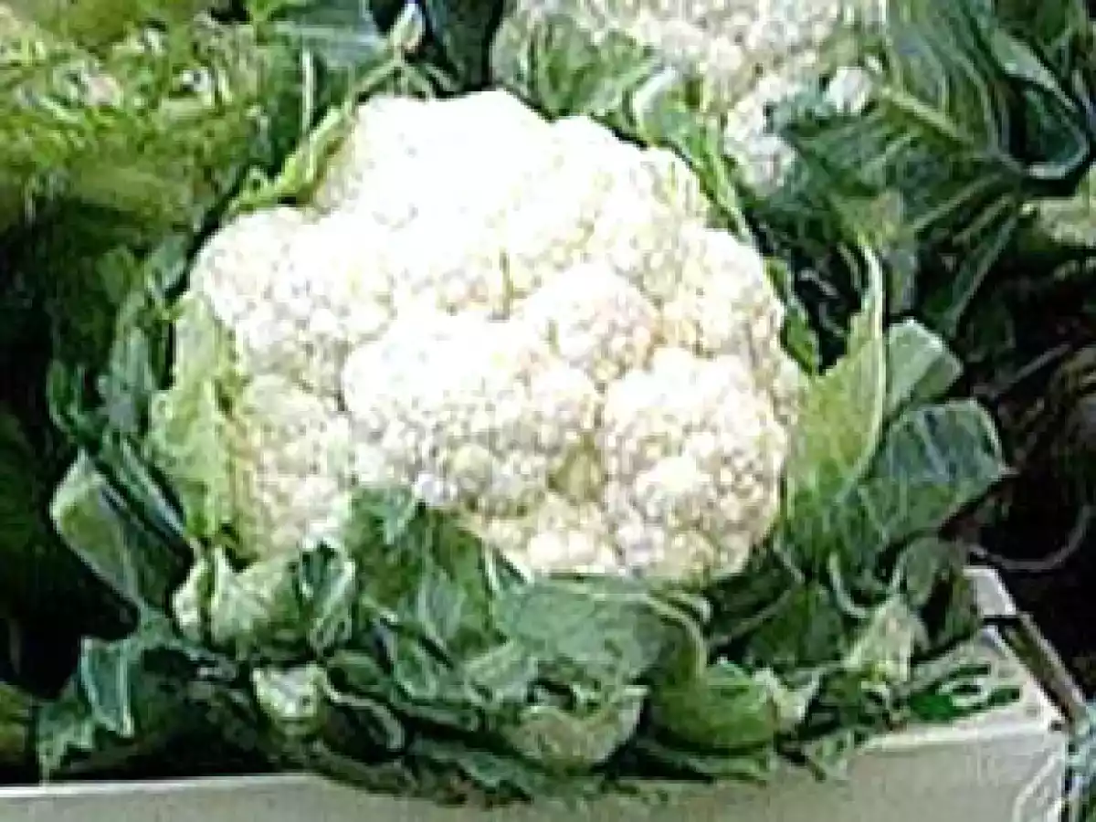 Coliflor aborrajada