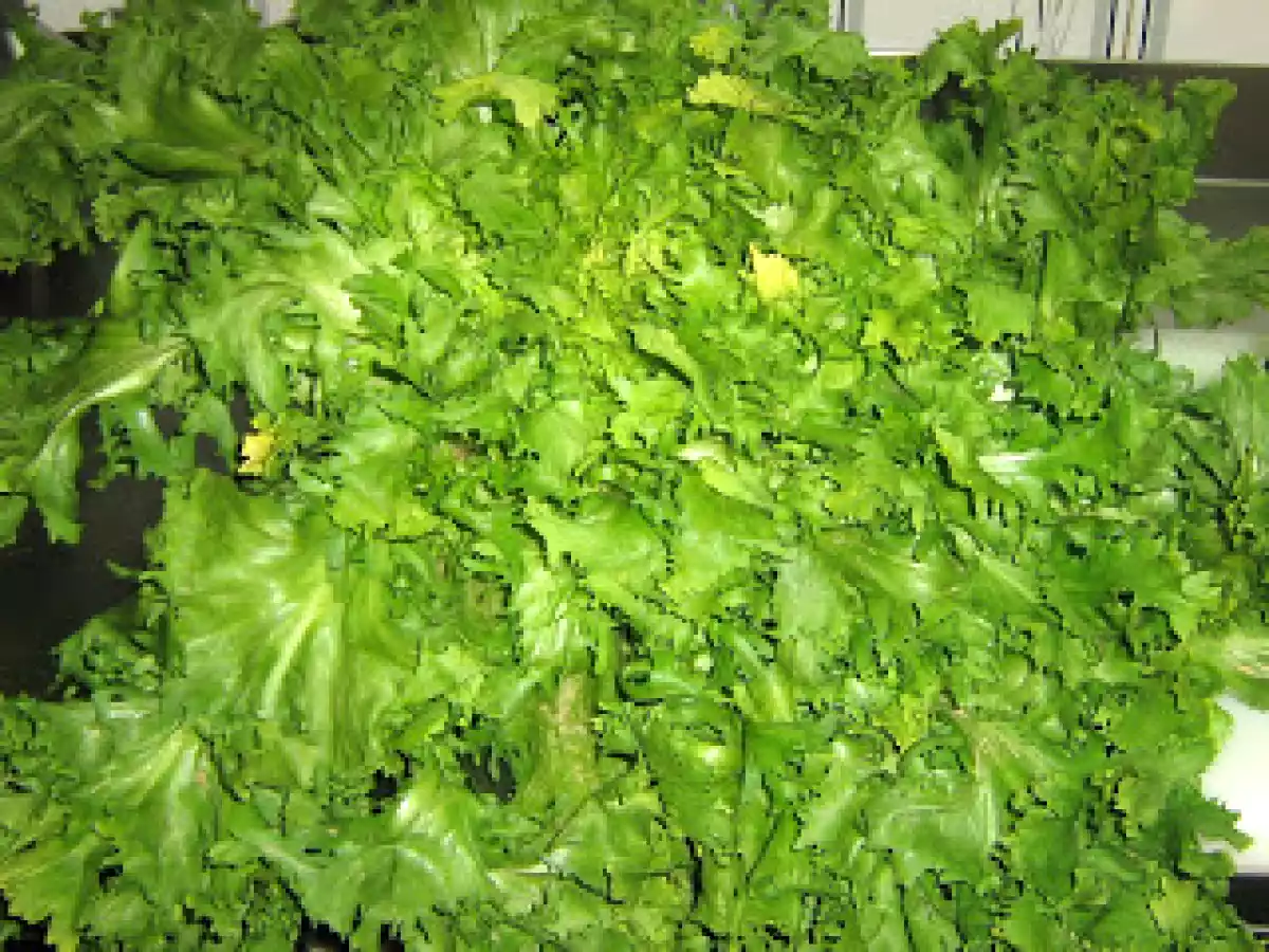 CREMA DE ESCAROLA Y 100 SEGUIDORES - foto 2