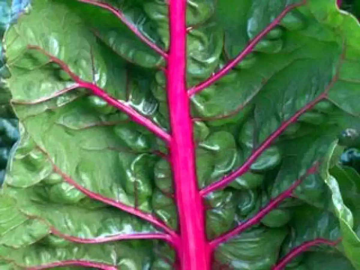 Croquetas de hojas de remolacha - foto 6