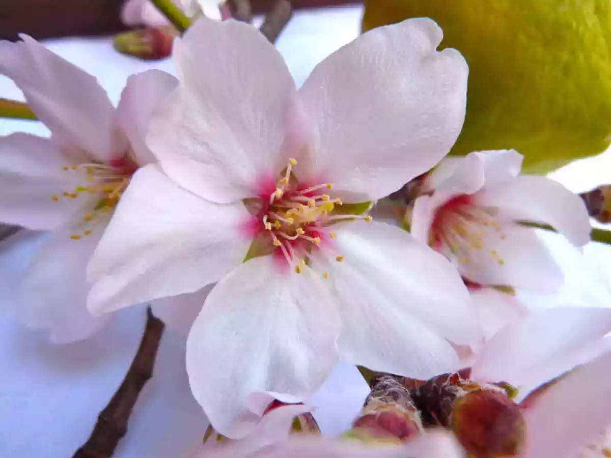 Cuadraditos de crema de limón - foto 2