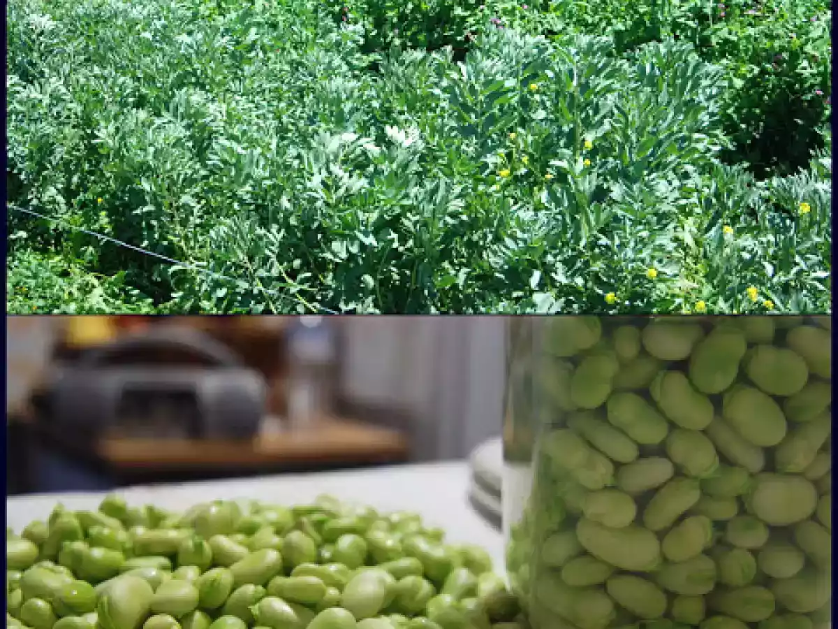 De la huerta a la mesa: hamburguesas vegetarianas de habas frescas - foto 2