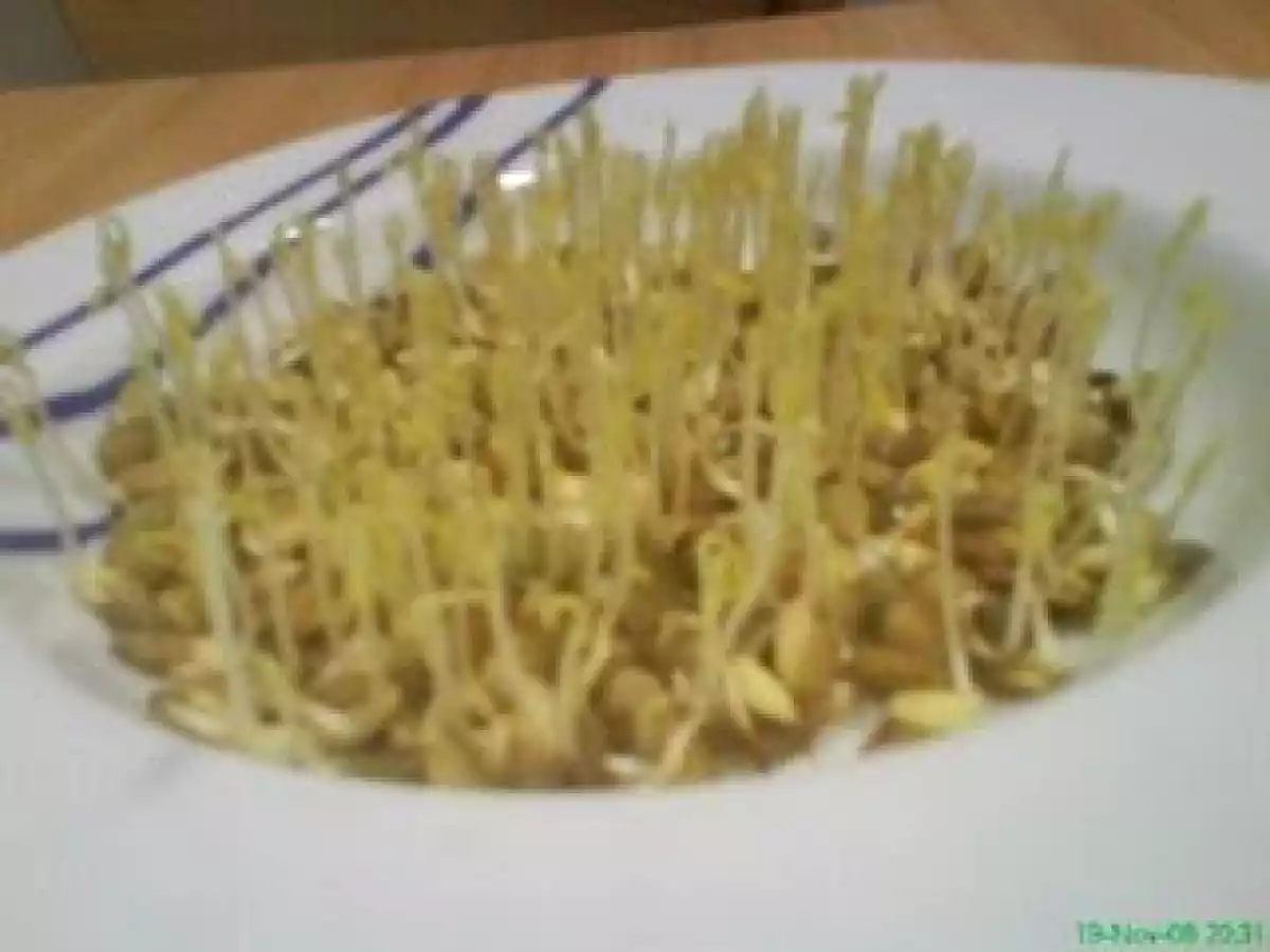 Ensalada de germen de lenteja