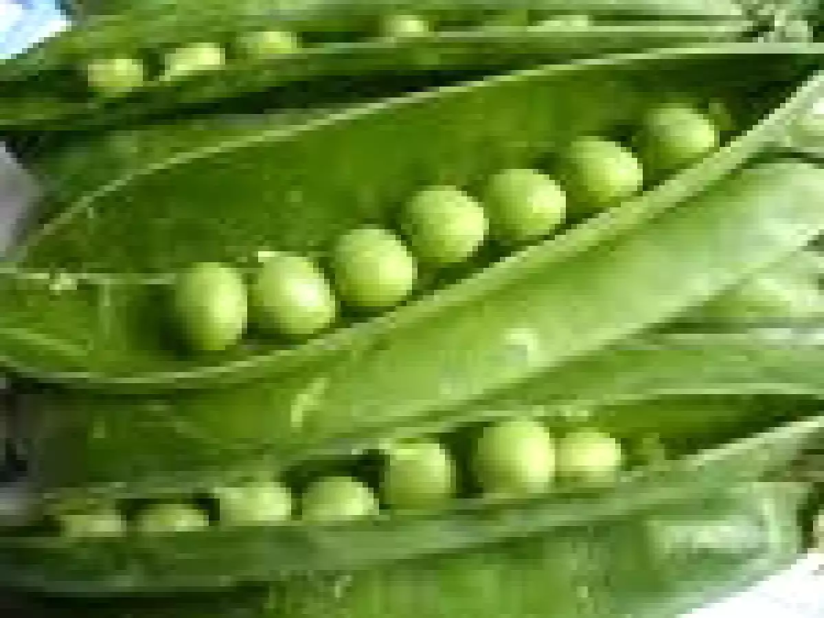 Ensalada de verduras, pollo y mayonesa - foto 9