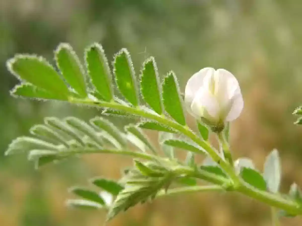 Fainá rellena - foto 12