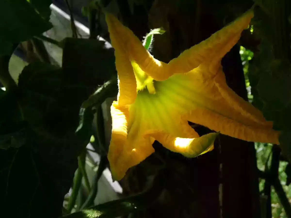 Flores de calabaza fritas - foto 2