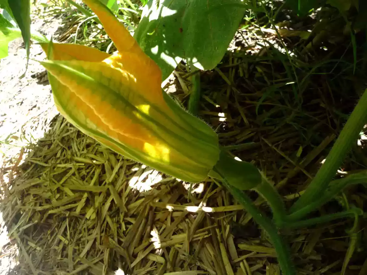 Flores de calabaza fritas - foto 3
