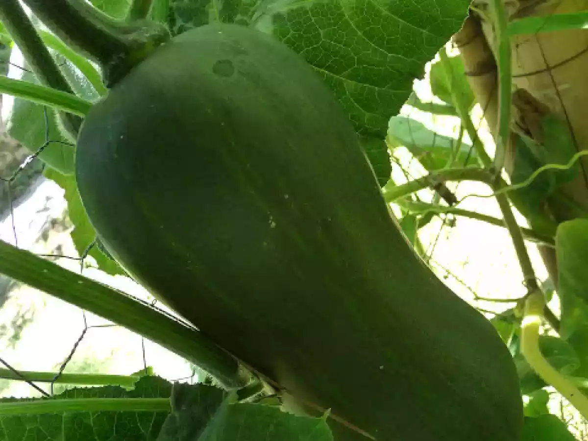 Flores de calabaza fritas - foto 5