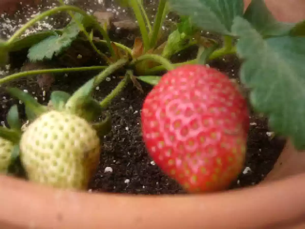 Fresas: 2 tipos de mermelada y fresas al vinagre - foto 5