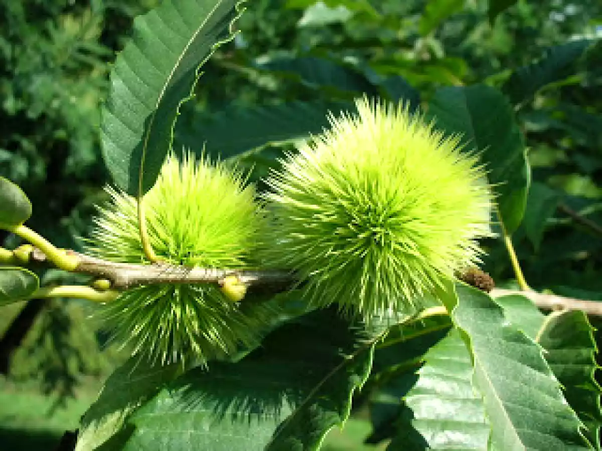 Gofres integrales de espelta y castaña - foto 2