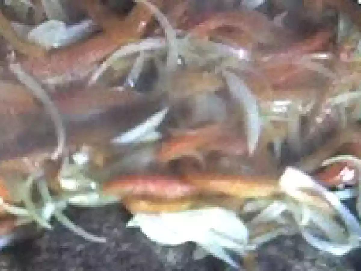 Guarnición de Cebolla y Pimientos