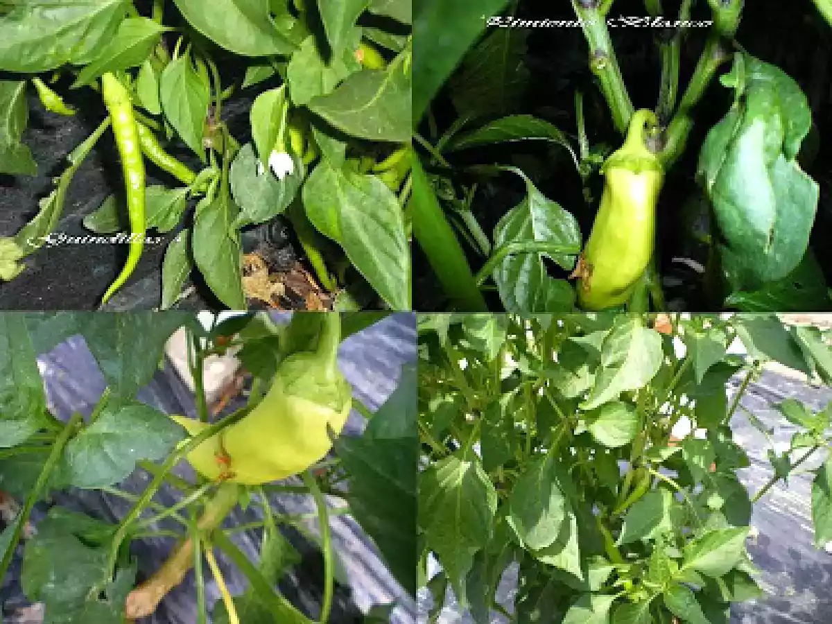 GUINDILLAS Y PIMIENTOS EN VINAGRE.