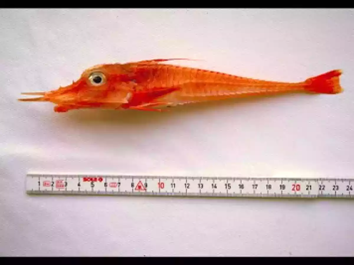 GUISO DE POTÓN y demás bichos extraños....