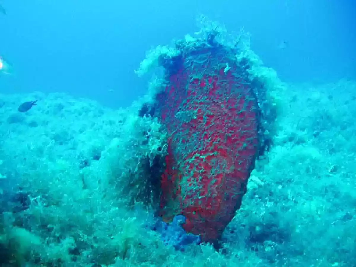 GUISO DE POTÓN y demás bichos extraños.... - foto 2