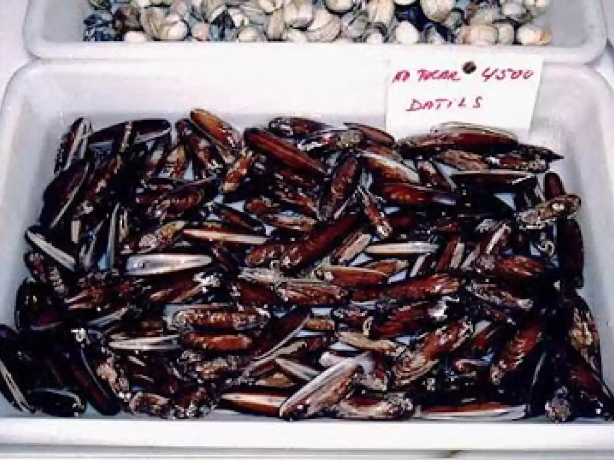 GUISO DE POTÓN y demás bichos extraños.... - foto 5