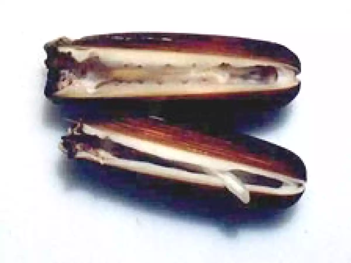 GUISO DE POTÓN y demás bichos extraños.... - foto 6