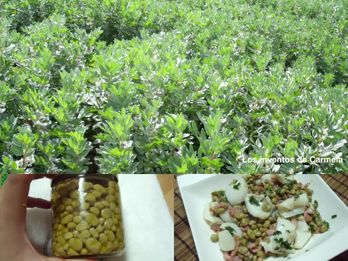 Habitas baby con sepia y bacon - foto 3