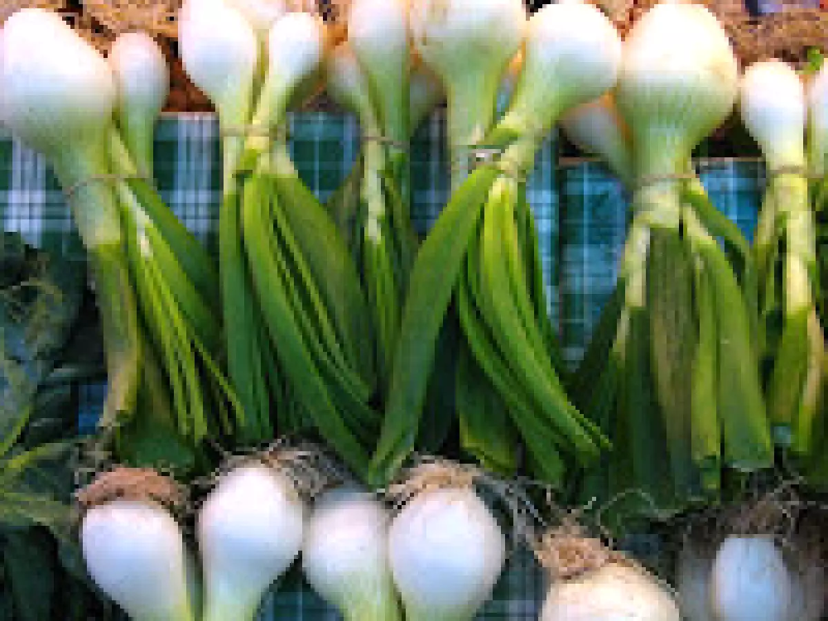 HATILLOS DE WON TON DE CARNE DE CERDO Y VERDURAS CON SALSA DE SOJA - foto 3