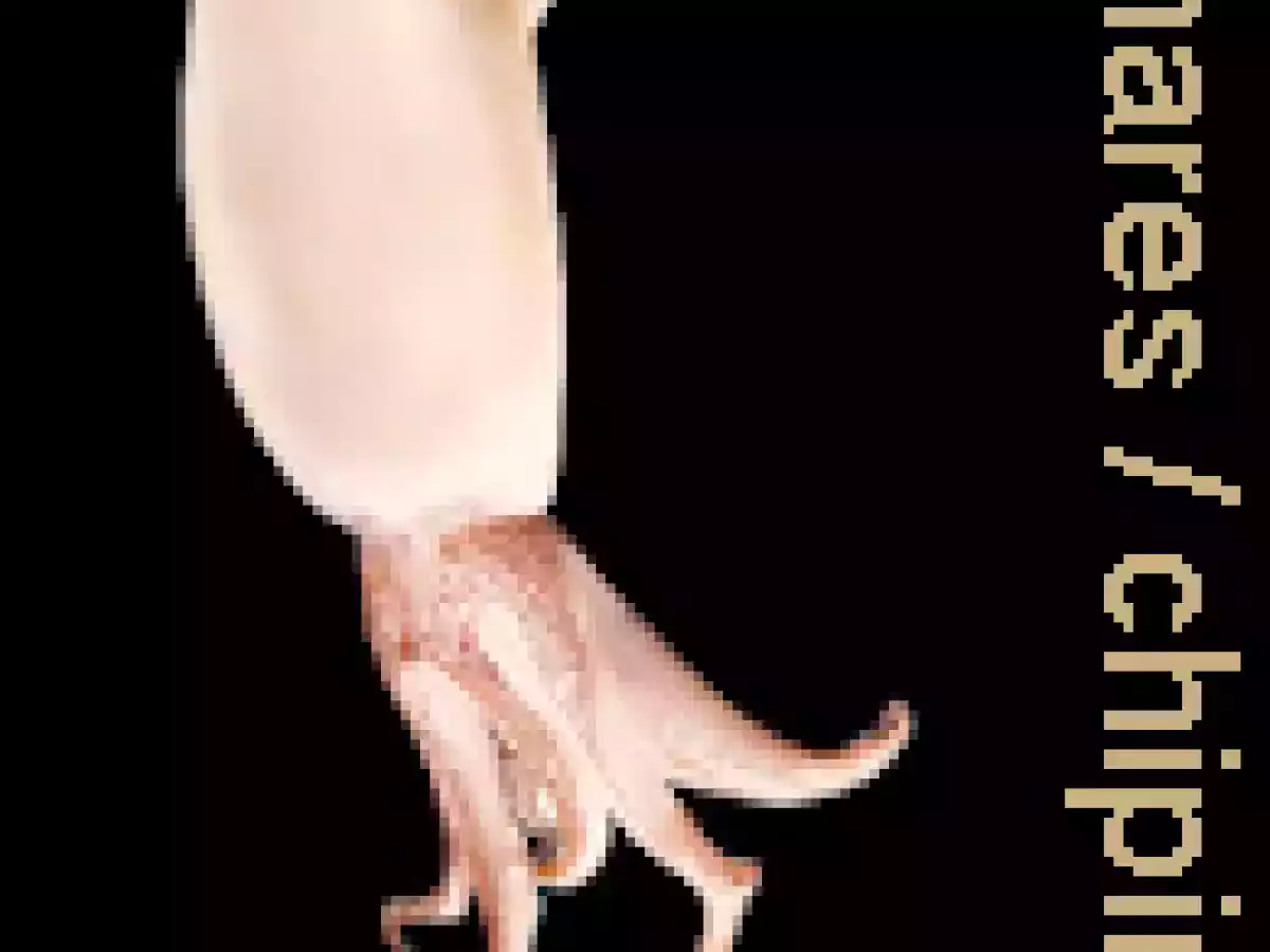 Hemc nº 29: Calamares en salsa de cebolla, vino blanco y tomate