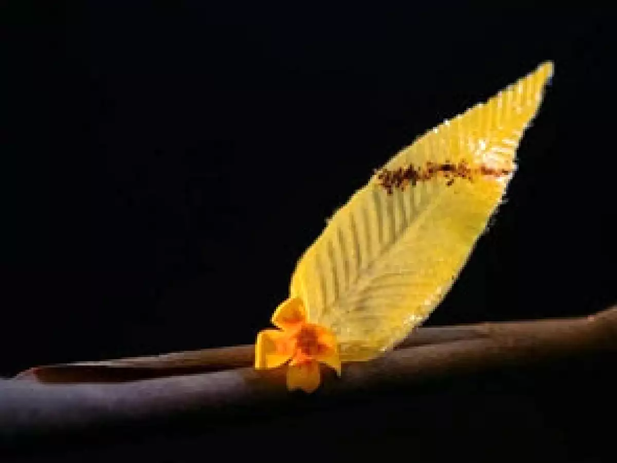 HOJA CROQUANTER DE MANGO Y FLOR DE TAGETE (FERRAN ADRIÁ)