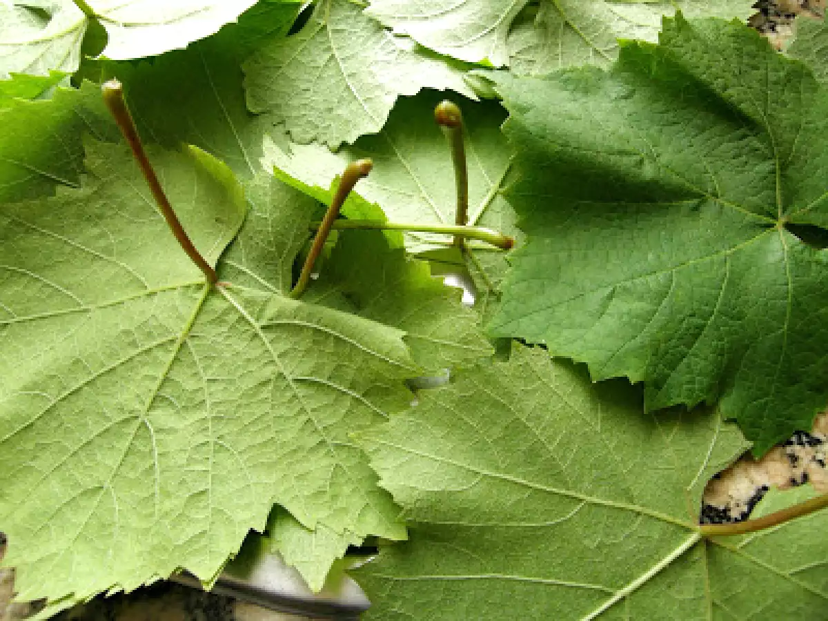 Hojas de parra rellenas de arroz y carne al curry. - foto 2