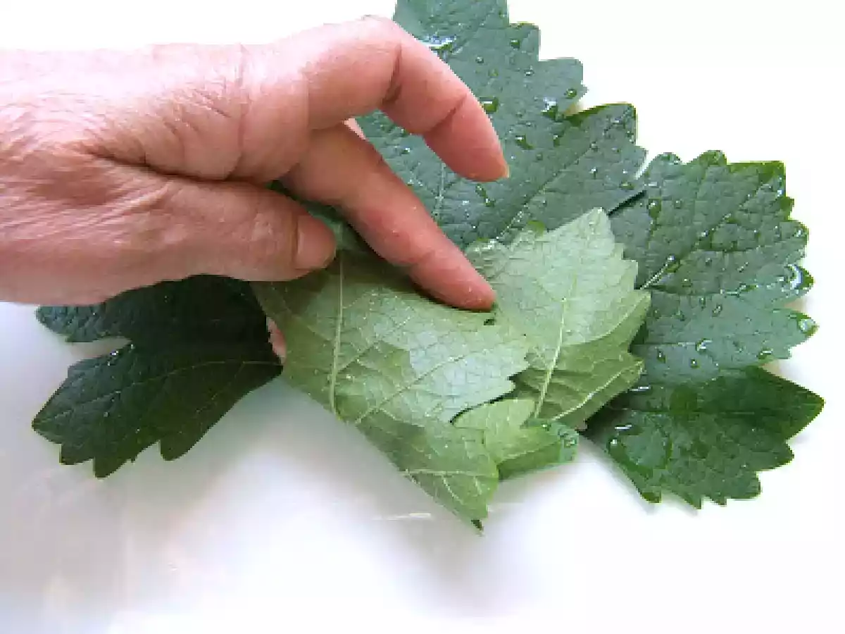 HOJAS DE PARRA RELLENAS - STUFFED GRAPE VINE LEAVES (DOLMAS) - foto 6