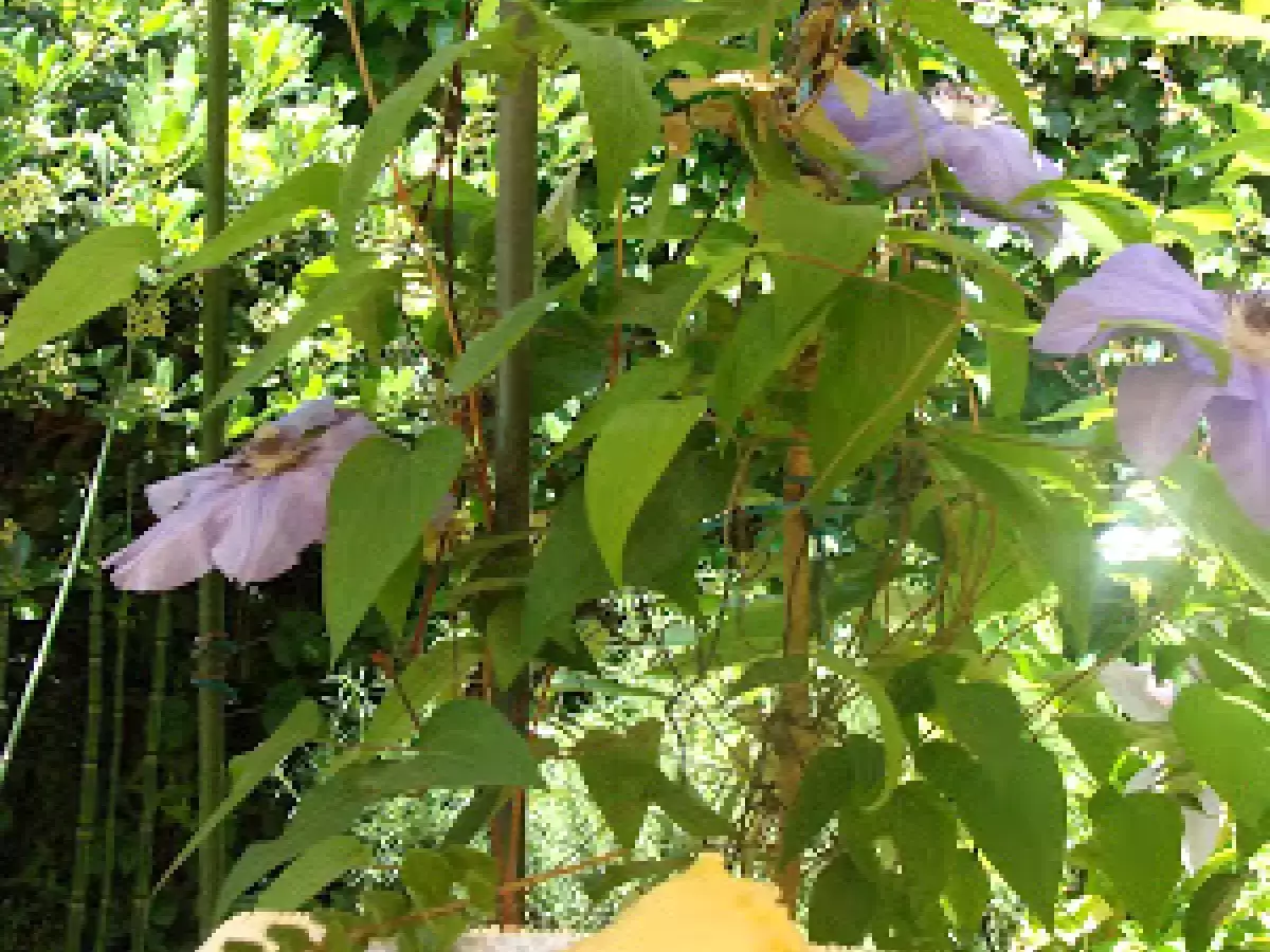 KUCHEN ALEMAN DE FRUTILLAS O FRAMBUESAS Y DURAZNOS..