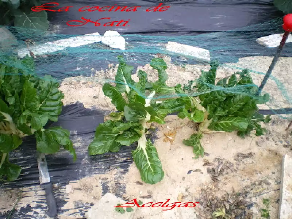 LASAÑA DE ACELGAS. - foto 5