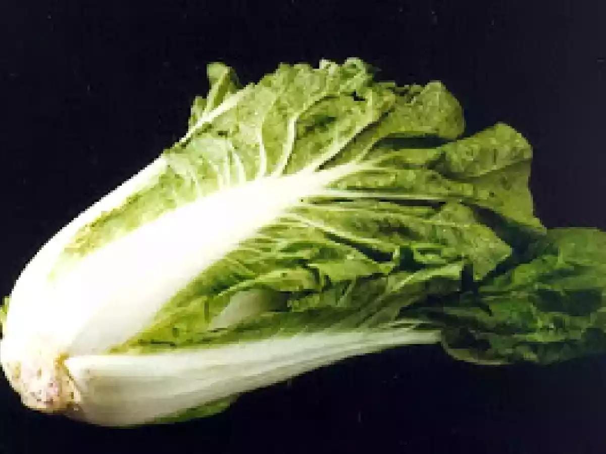 LECHUGA CHINA (WOSUM)