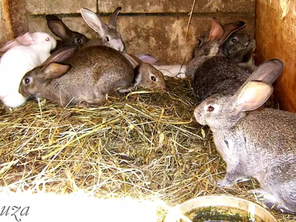 Lentejas con conejo - foto 8