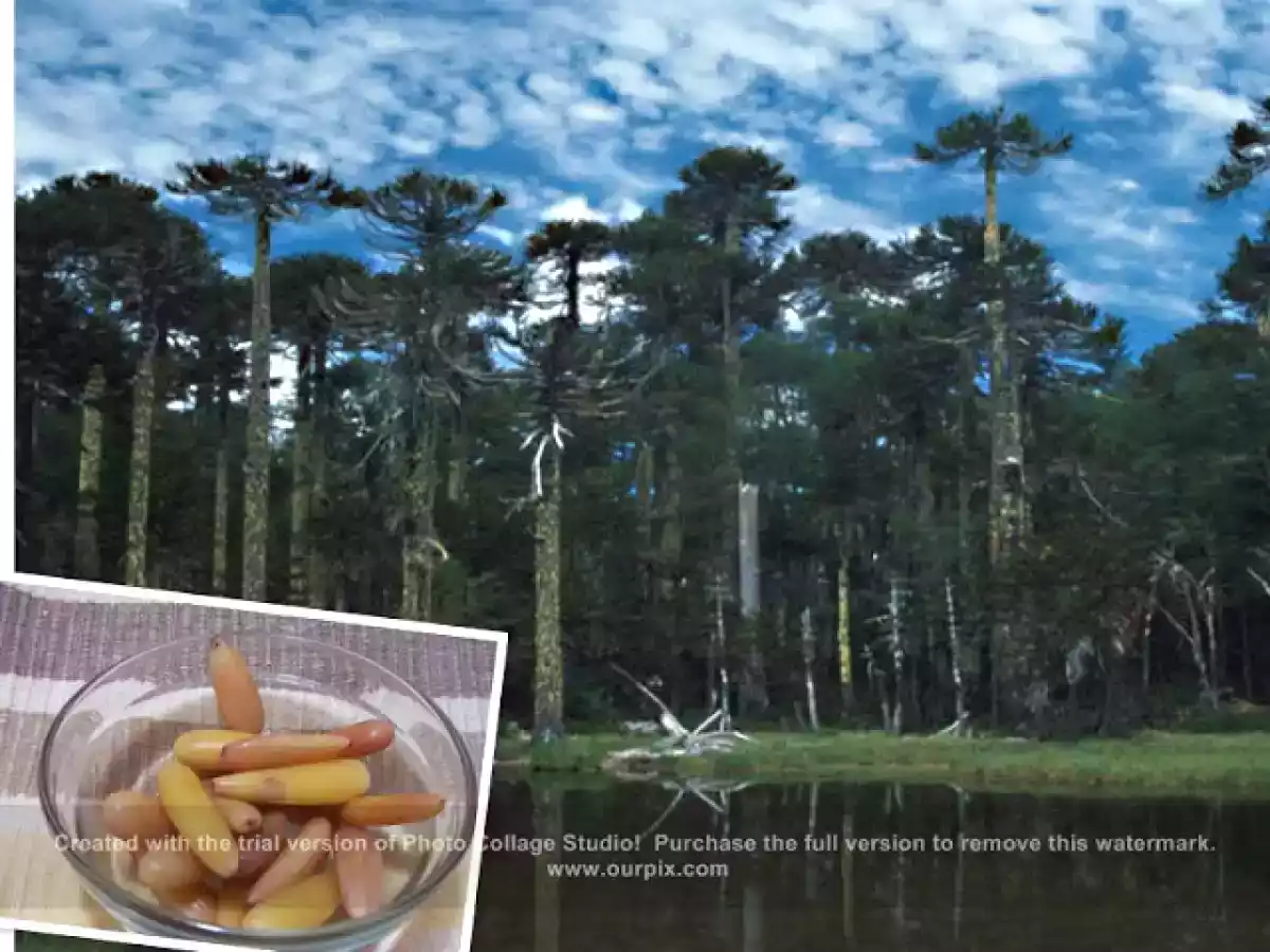 Magdalenas o quequitos con piñones pehuen - foto 2