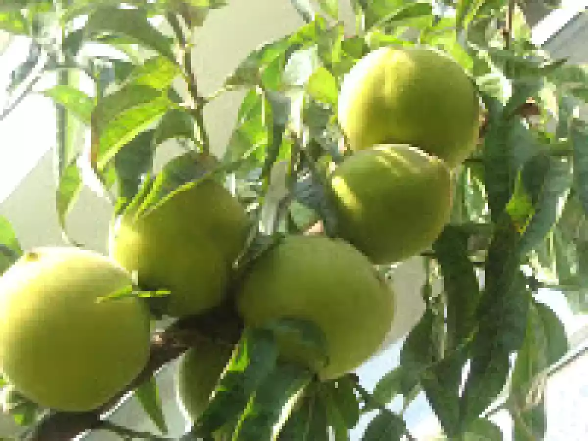 Mermelada de Pexegos - foto 2