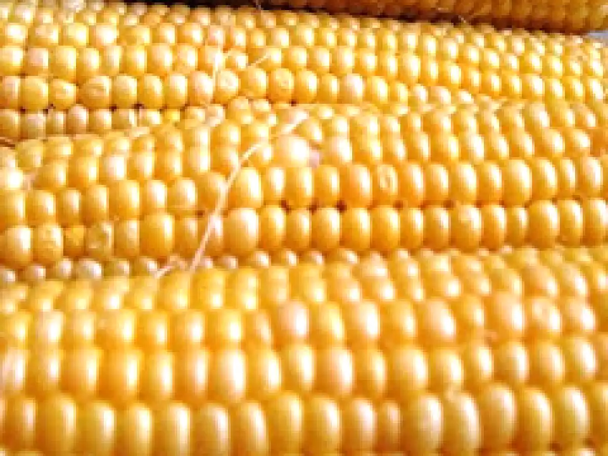 Mini muffins de maíz - foto 3