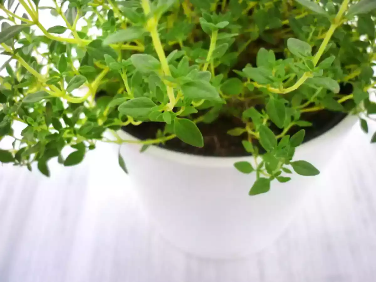 Noviembre, de nostalgias y {melanzane al funghetto} -Berenjenas al horno con tomillo,  - foto 2