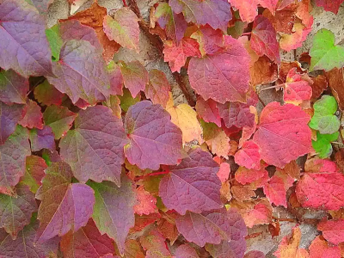 PAN FÁCIL y ESCABECHE DE POLLO - foto 3