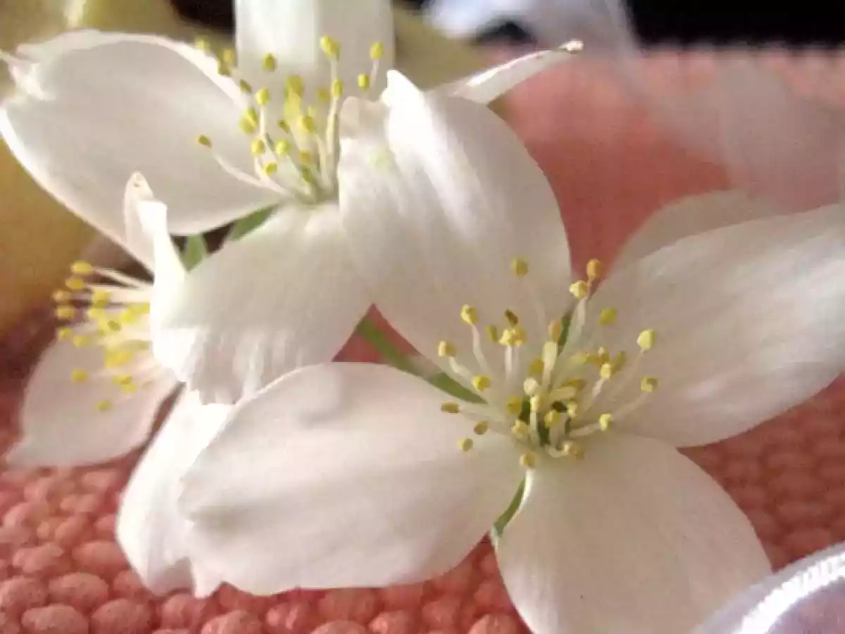 Pepitas, unas galletas clásicas en argentina - foto 4