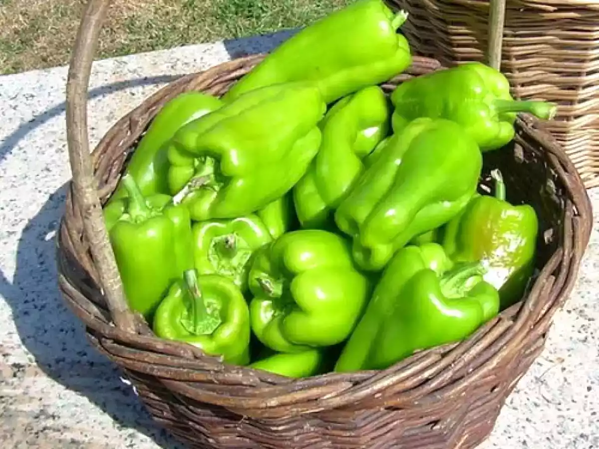 Pimientos verdes de arnoia rellenos - foto 10