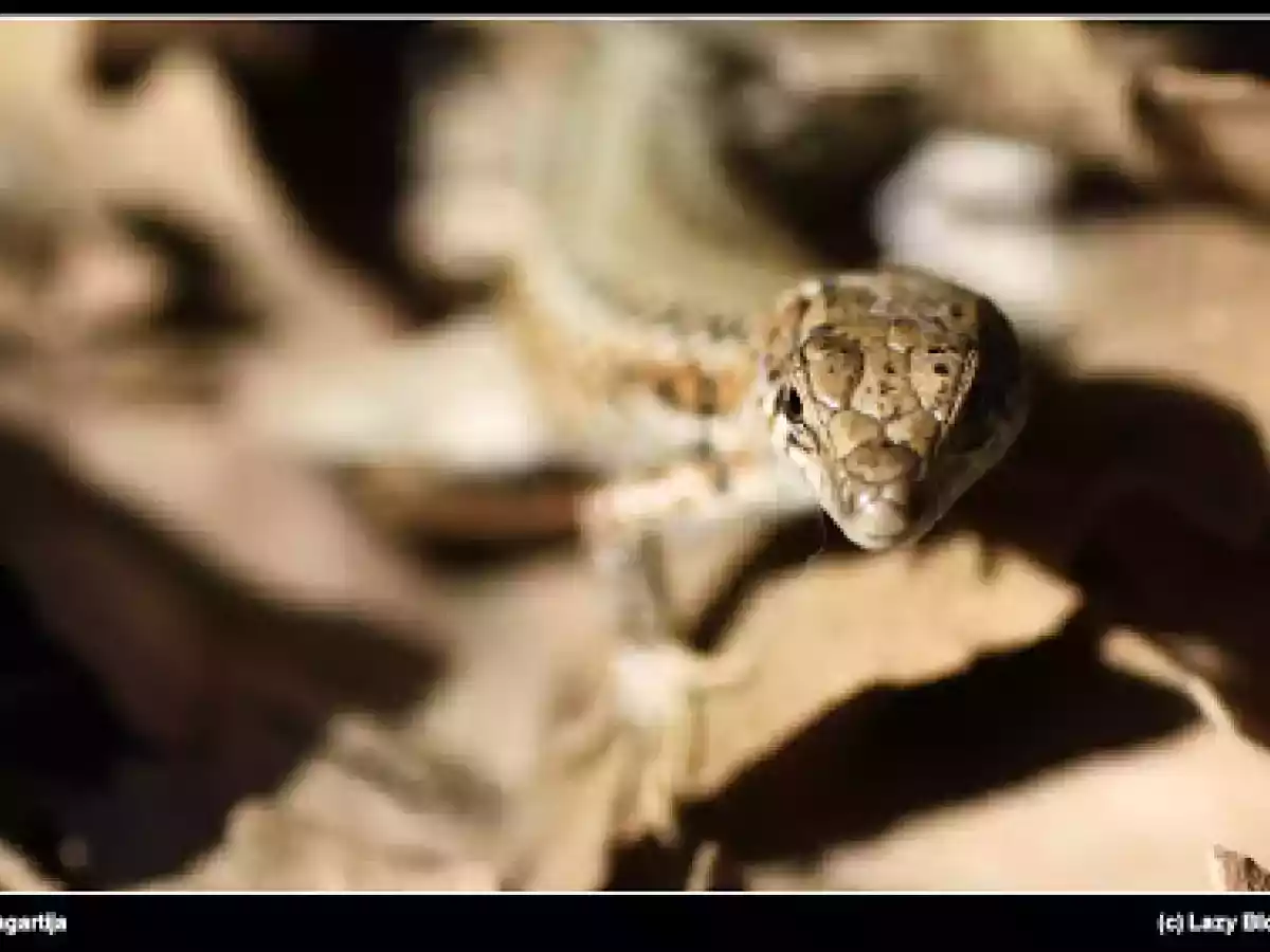 Pizza con aprovechamiento de sobras - foto 2