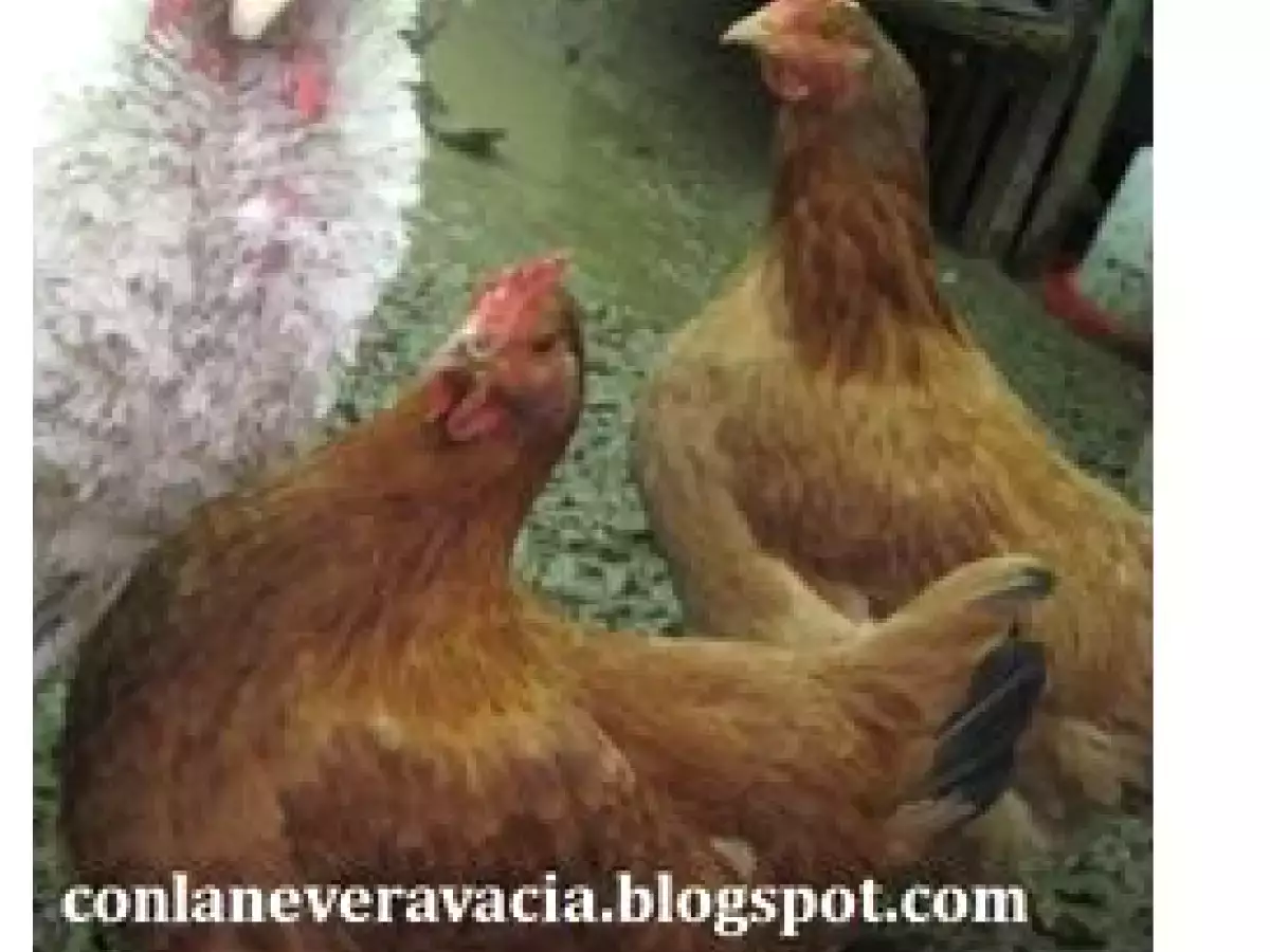 POLLO DE CORRAL AL CAVA CON PERAS Y CIRUELAS - foto 2