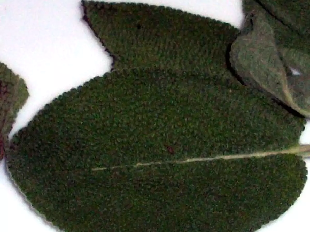 Raviolis con manteca de salvia y nuez - foto 4