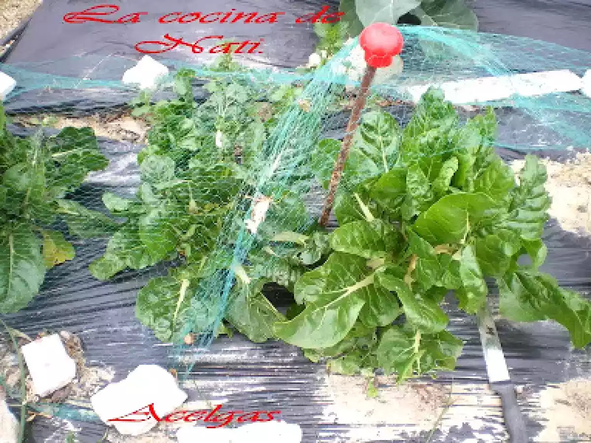 REVUELTO DE ACELGAS Y ZANAHORIA. - foto 5