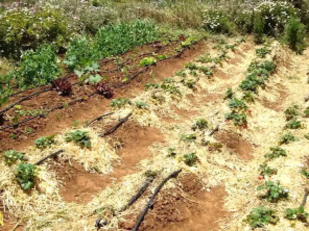 Rosquillas de masa madre, y cómo ver el mundo a través de las plantas